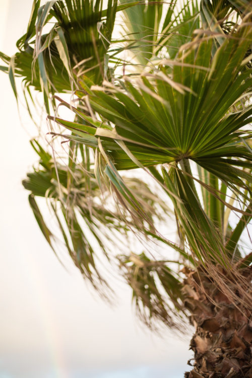 design-darling-bermuda-trip-palm-tree-with-rainbow
