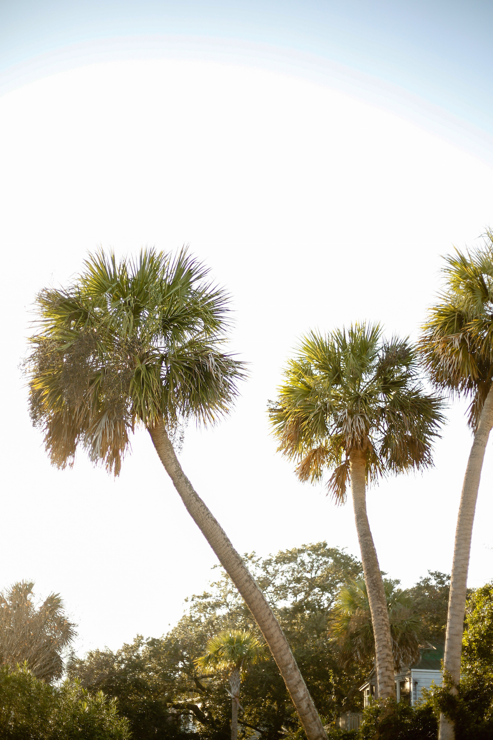 palmtreesincharleston Design Darling