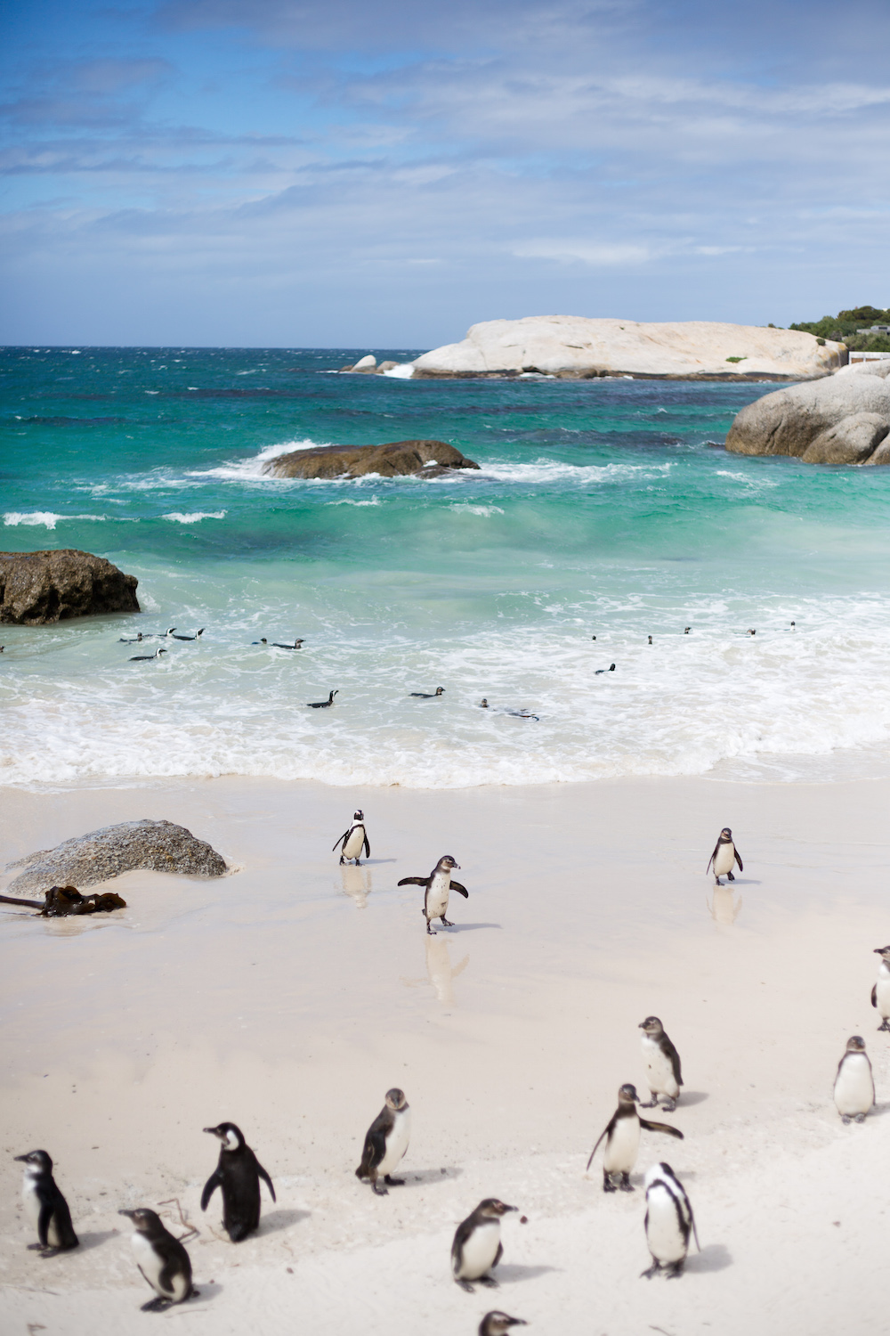 boulders beach penguins cape town design darling honeymoon