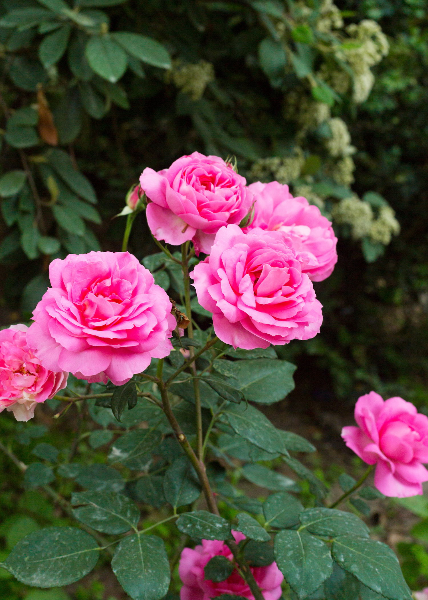 pink roses at the eiffel tower - Design Darling