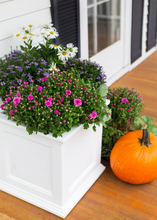 white planter with mums and pumpkins