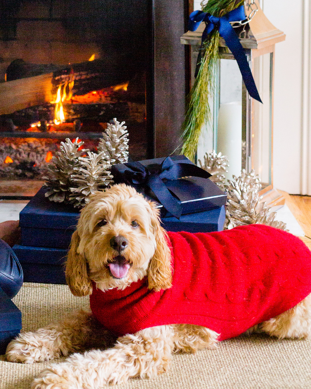 ralph lauren cable cashmere dog sweater sizing Design Darling