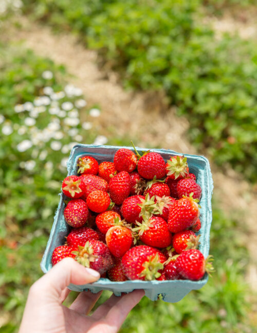 bartlett's farm strawberry picking on nantucket