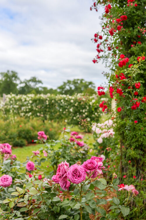 elizabeth park rose garden west hartford ct in june 1