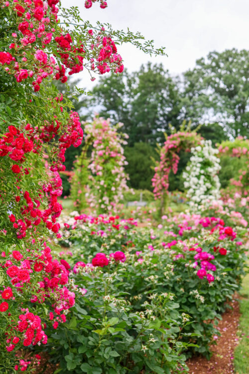 elizabeth park rose garden west hartford ct in june 2